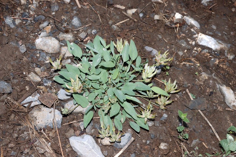 Astragalus lasiocalyx photo 8