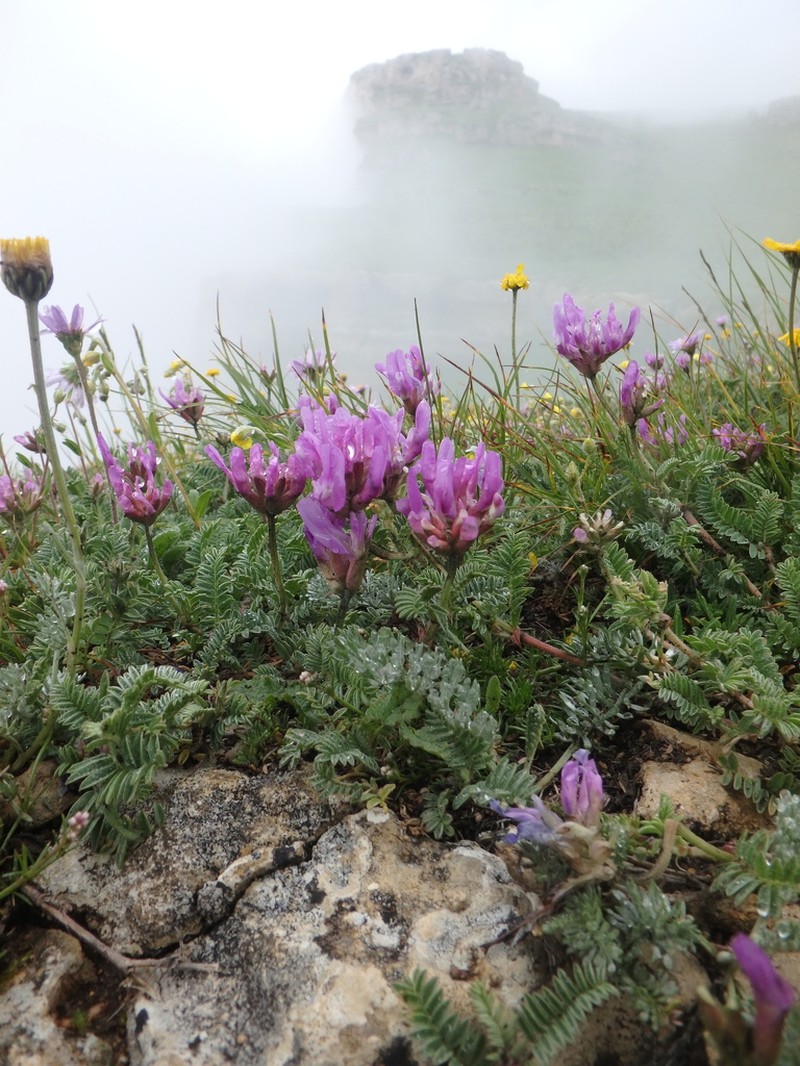 Astragalus lasioglottis