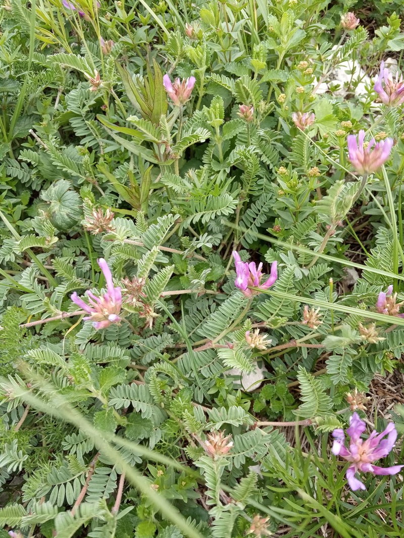 Astragalus lasioglottis photo 2