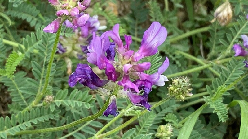 Astragalus lasioglottis photo 3