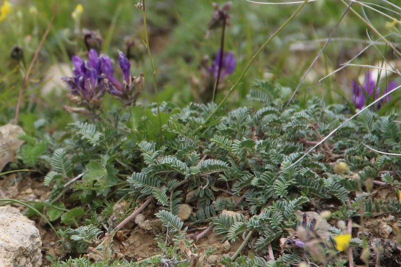 Astragalus lasioglottis photo 4