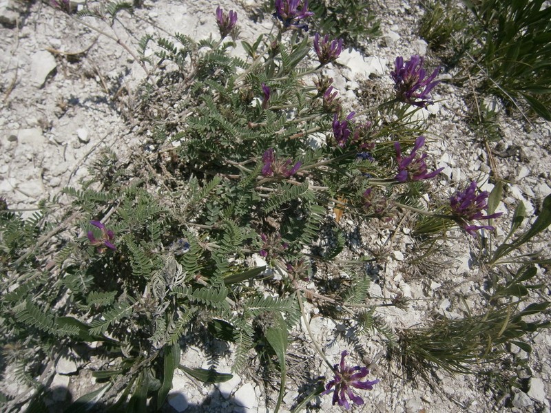 Astragalus lasioglottis photo 5