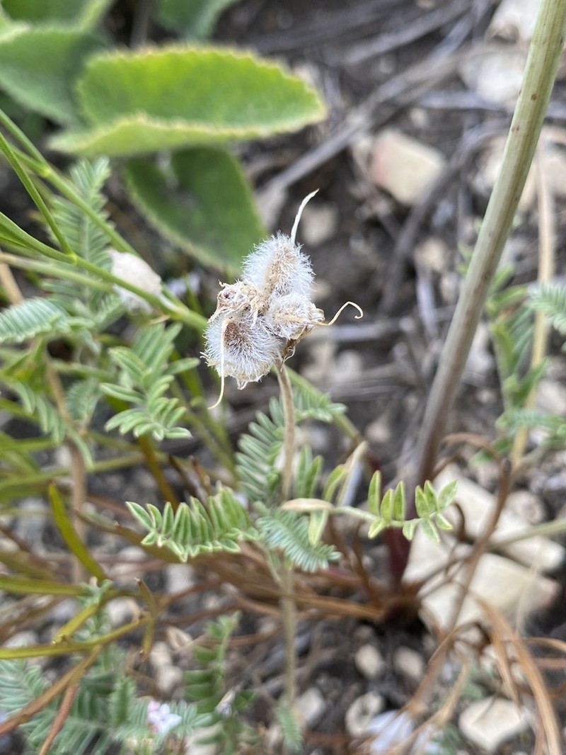 Astragalus lasioglottis photo 6