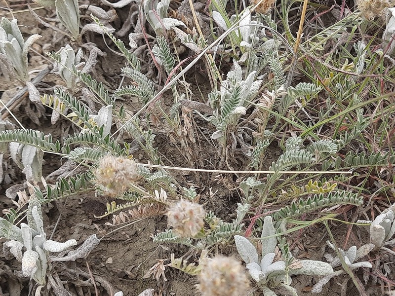 Astragalus lasioglottis photo 7