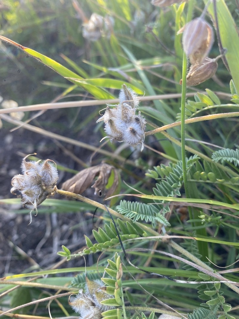 Astragalus lasioglottis photo 8