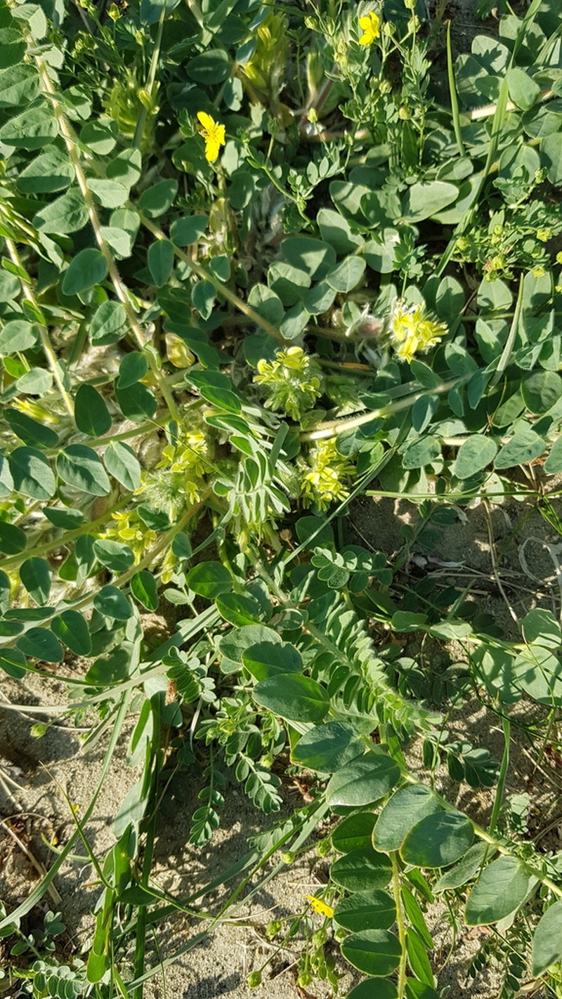 Astragalus lasiopetalus