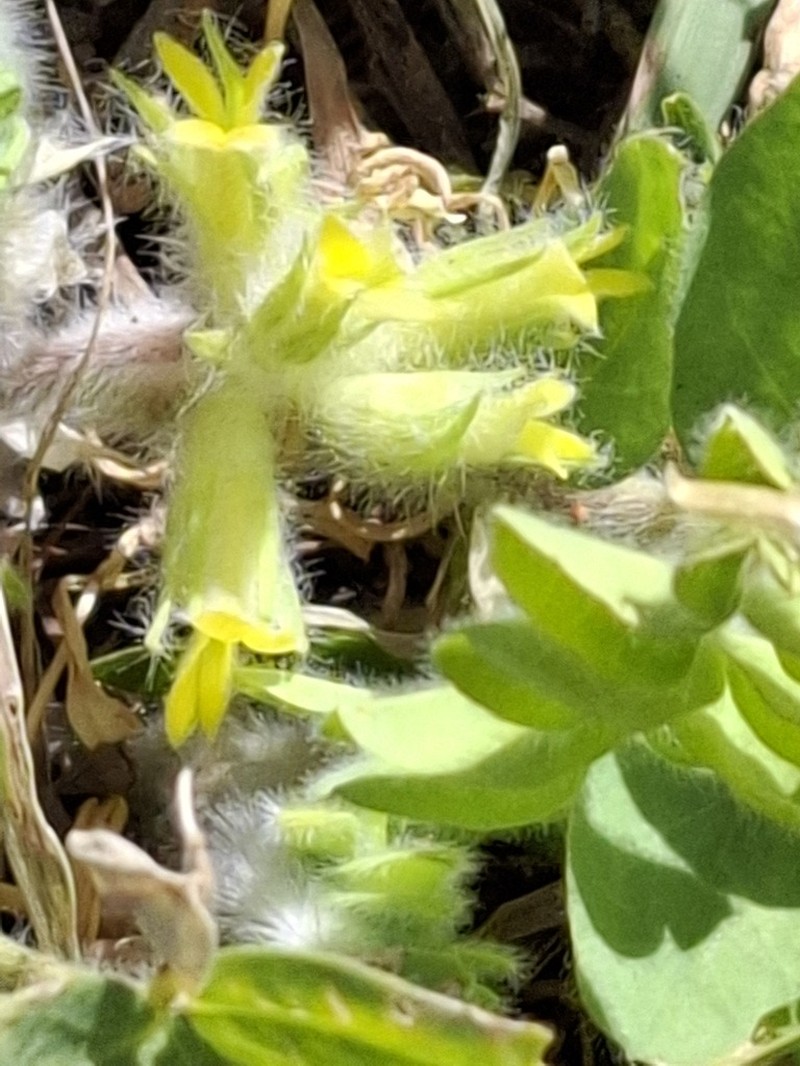 Astragalus lasiopetalus photo 2