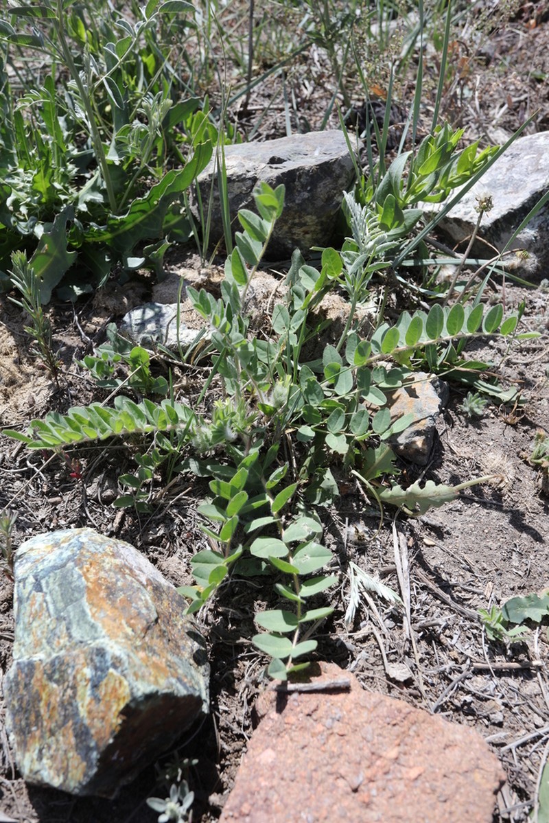 Astragalus lasiopetalus photo 3