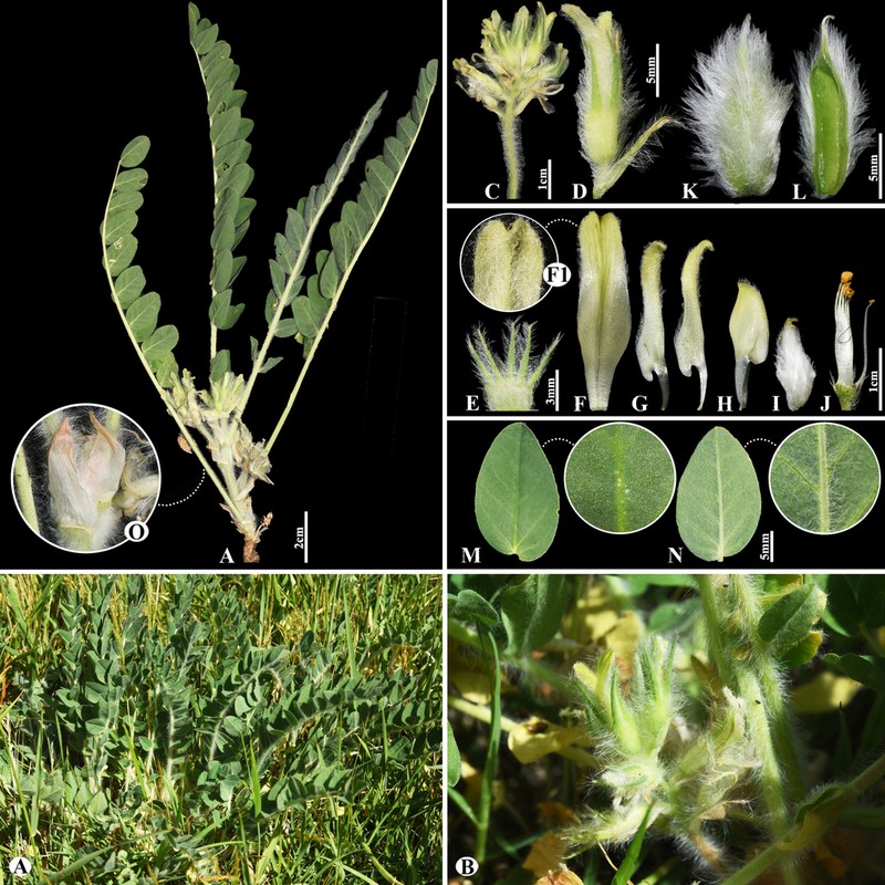 Astragalus lasiopetalus photo 5