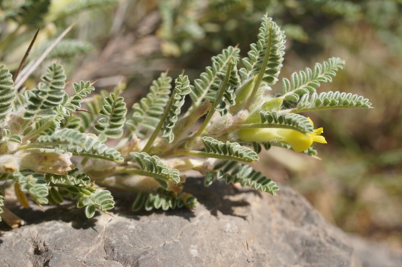 Astragalus lasiosemius