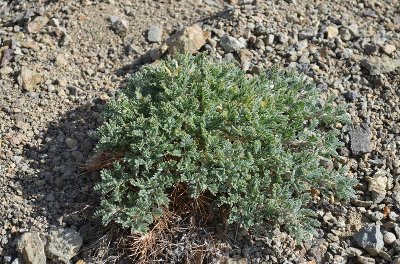 Astragalus lasiosemius photo 2