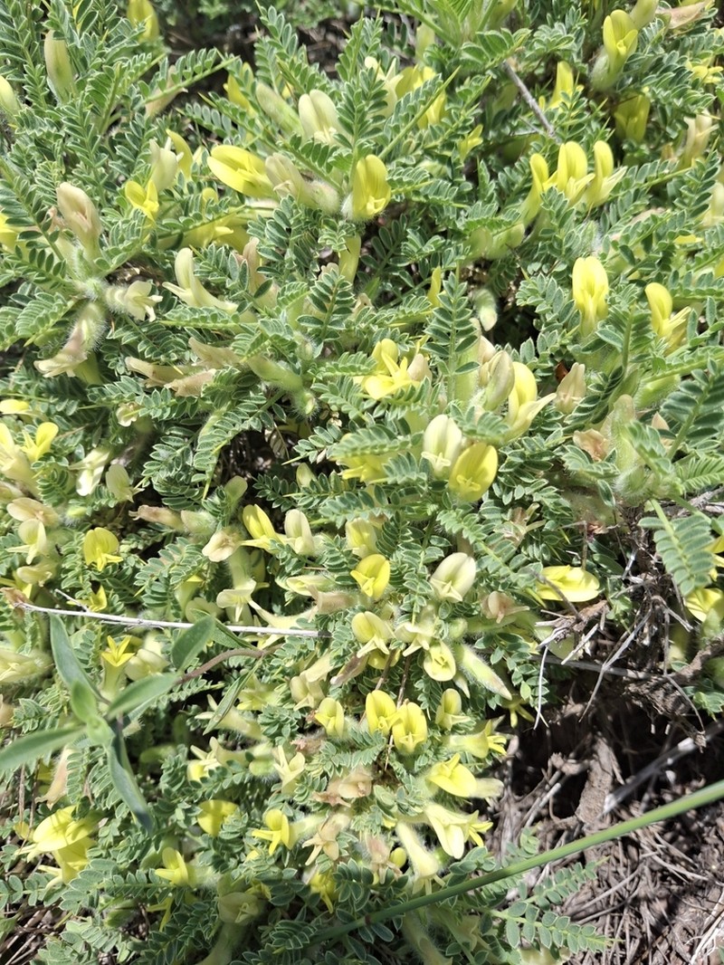 Astragalus lasiosemius photo 3