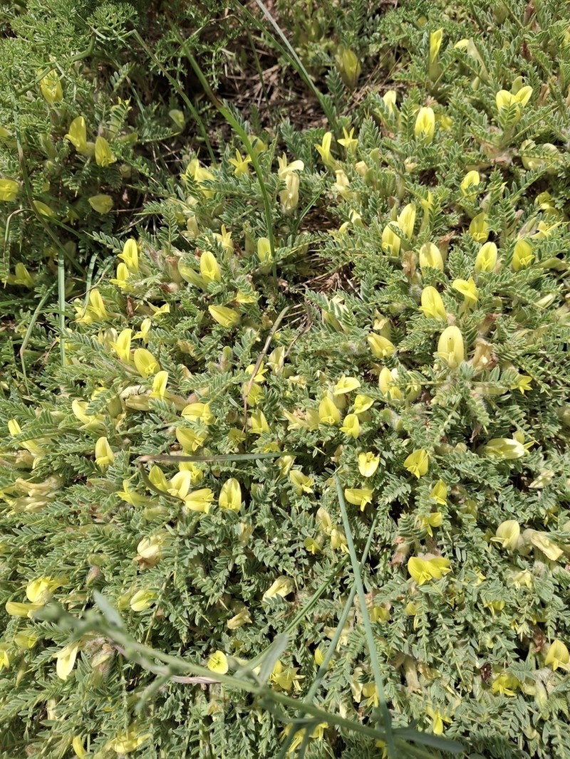 Astragalus lasiosemius photo 4