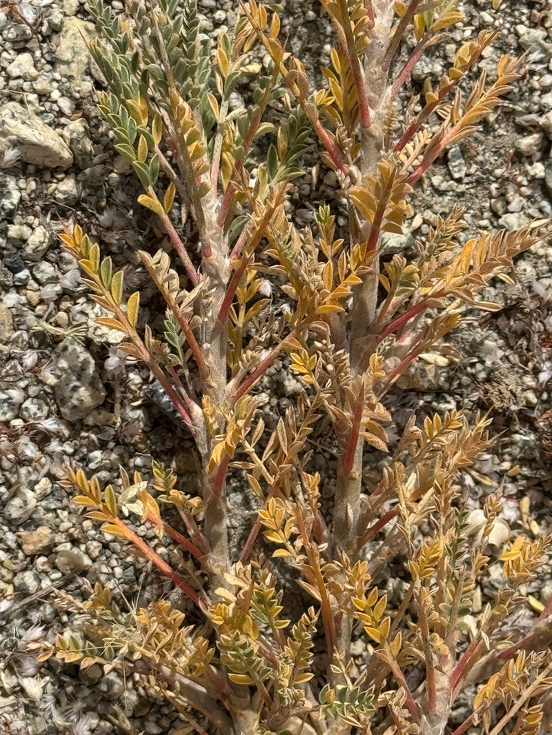Astragalus lasiosemius photo 5