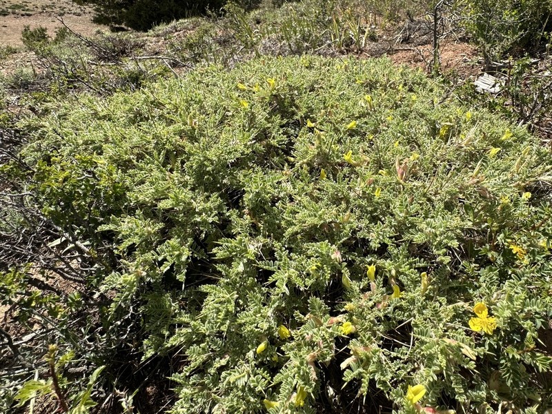 Astragalus lasiosemius photo 6