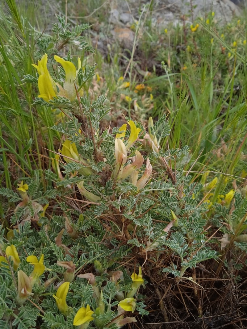 Astragalus lasiosemius photo 7