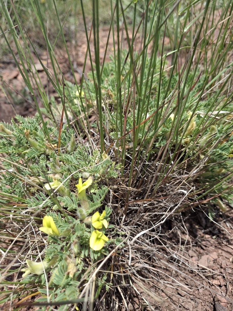 Astragalus lasiosemius photo 8