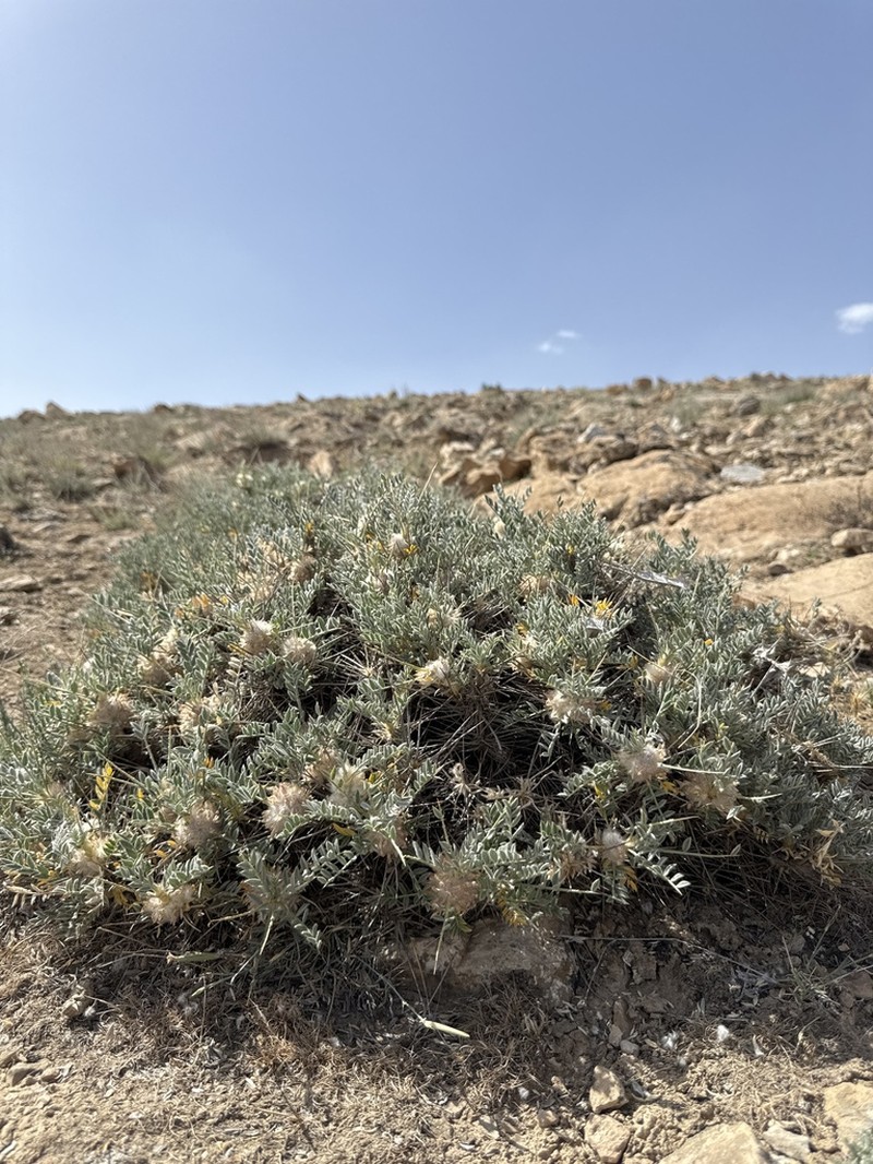 Astragalus lasiostylus