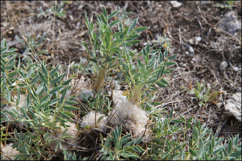 Astragalus lasiostylus photo 2