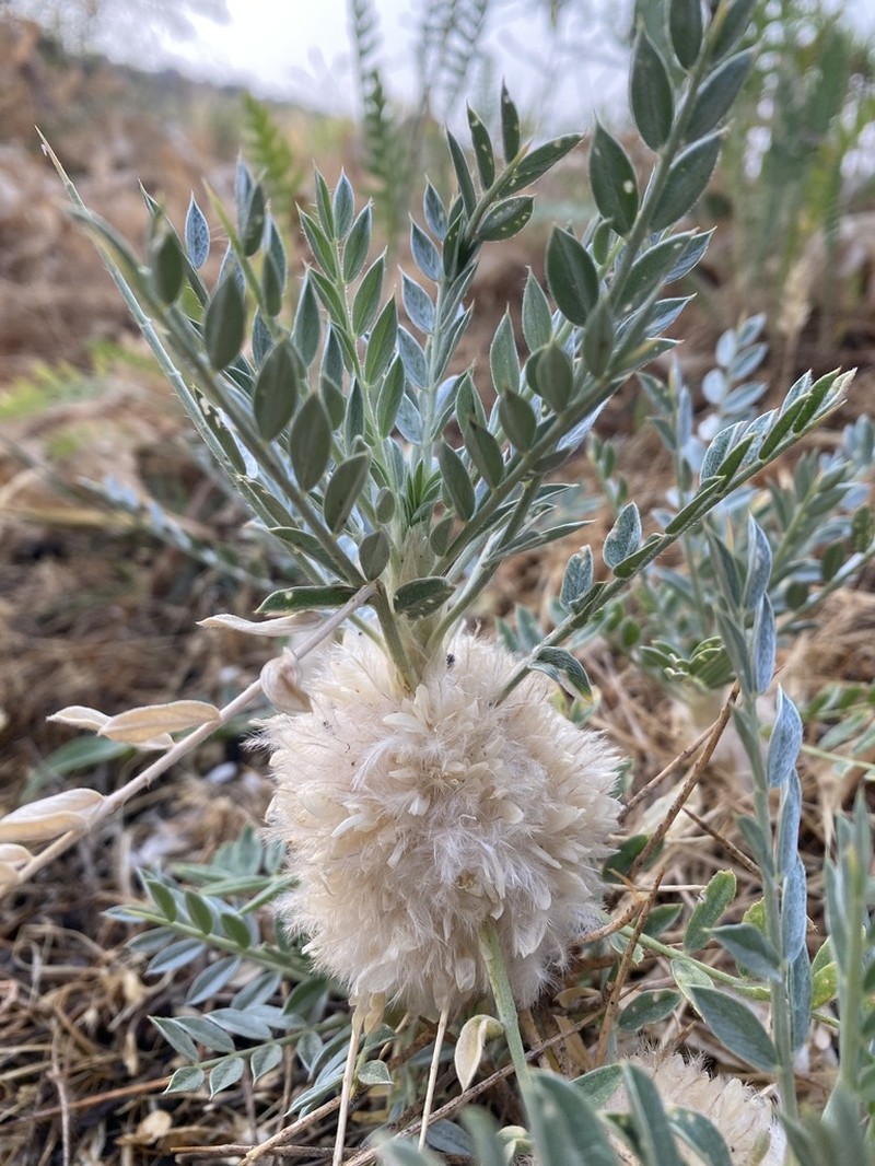 Astragalus lasiostylus photo 3