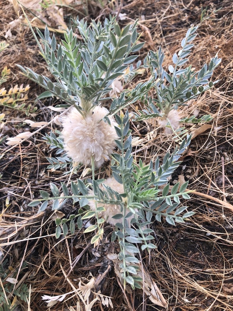 Astragalus lasiostylus photo 4