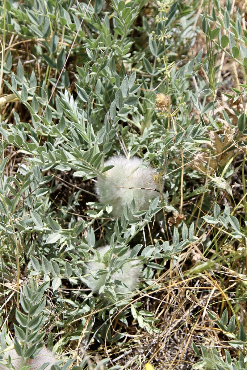 Astragalus lasiostylus photo 5