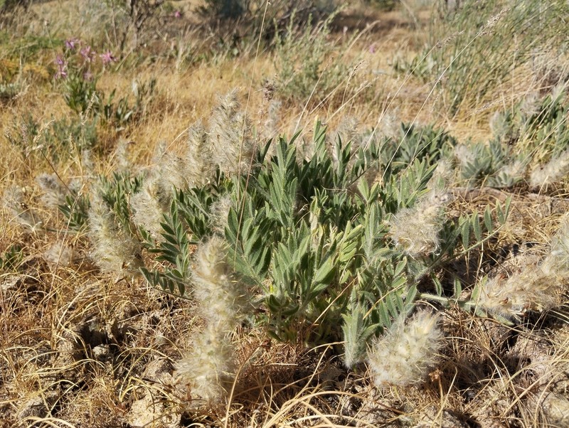 Astragalus lasiostylus photo 6