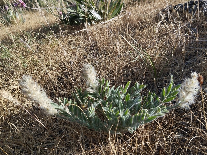 Astragalus lasiostylus photo 7