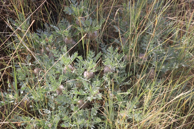 Astragalus lasiostylus photo 8