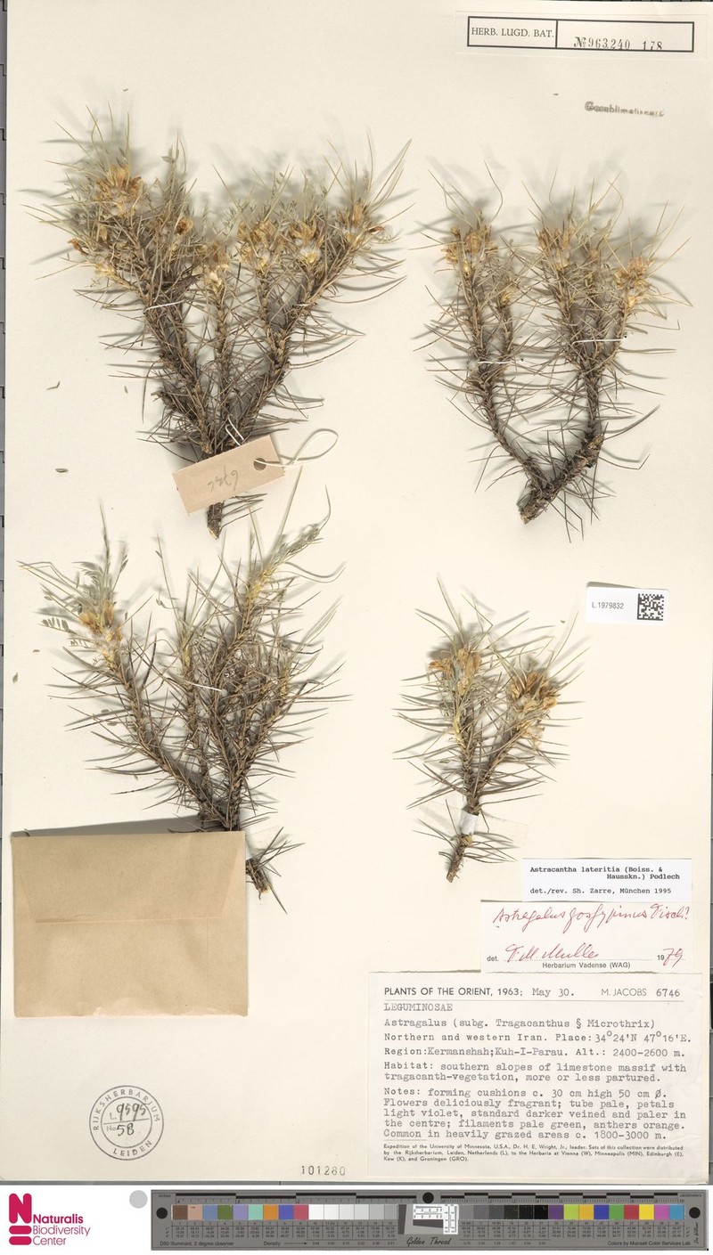Astragalus lateritius