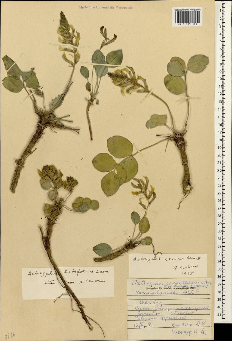 Astragalus latifolius