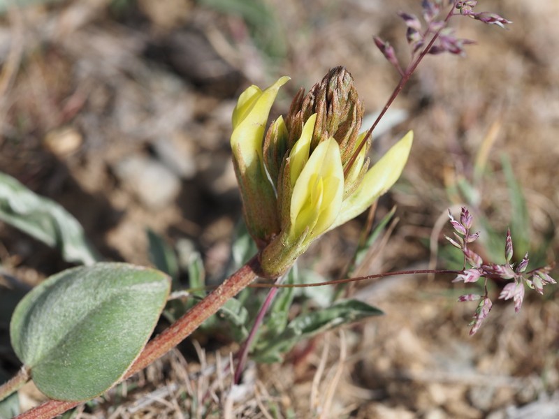 Astragalus latifolius photo 4