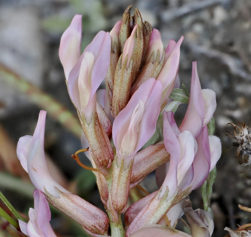 Astragalus latifolius photo 5