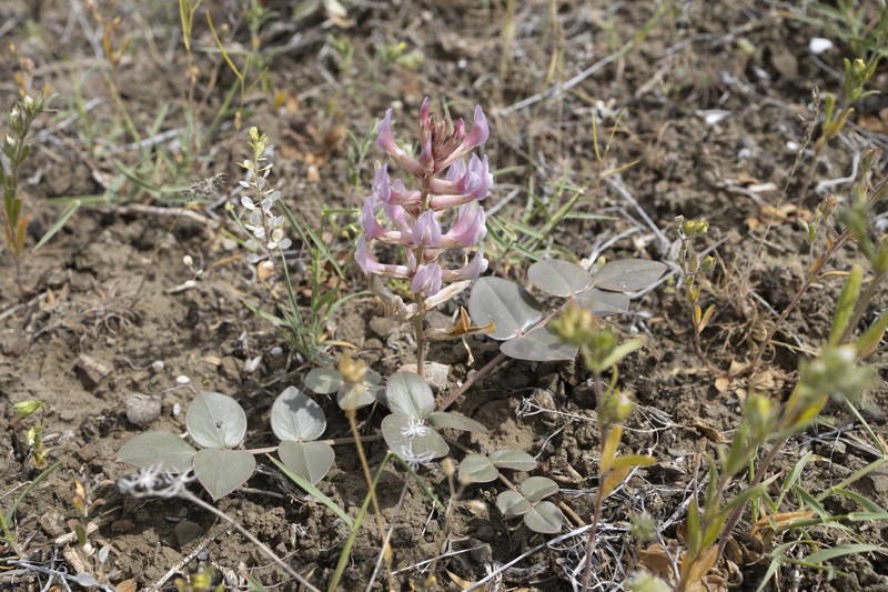 Astragalus latifolius photo 6