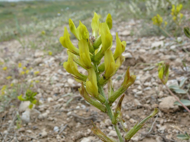 Astragalus latifolius photo 7