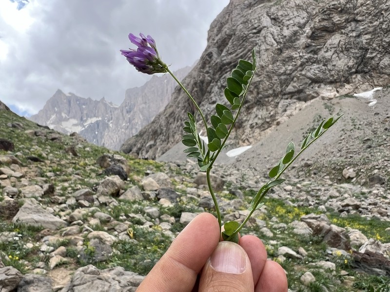 Astragalus latistipulatus