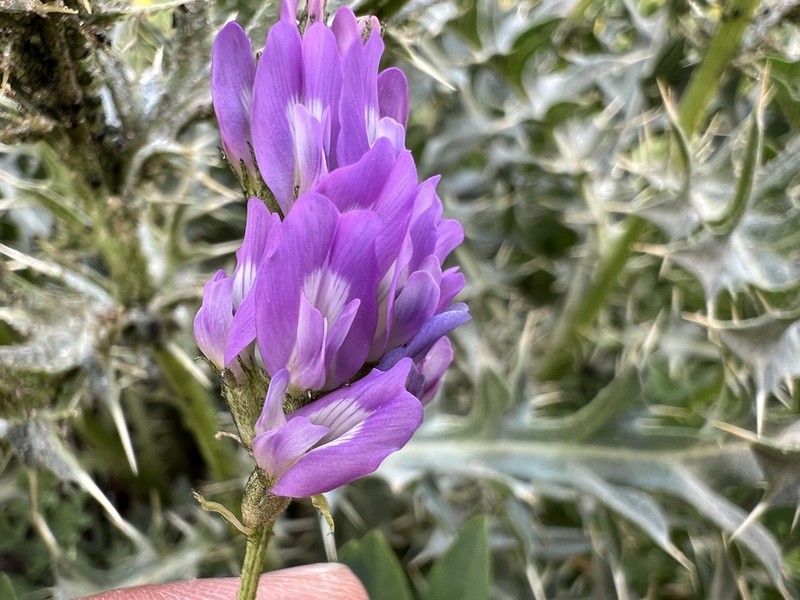 Astragalus latistipulatus photo 2