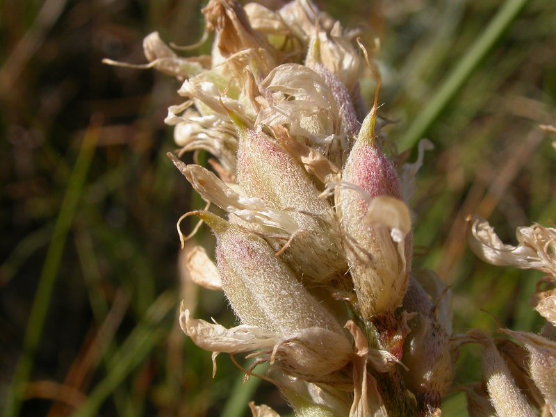 Laxmann's Milkvetch