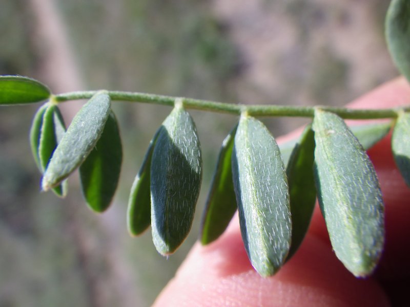 Laxmann's Milkvetch photo 2