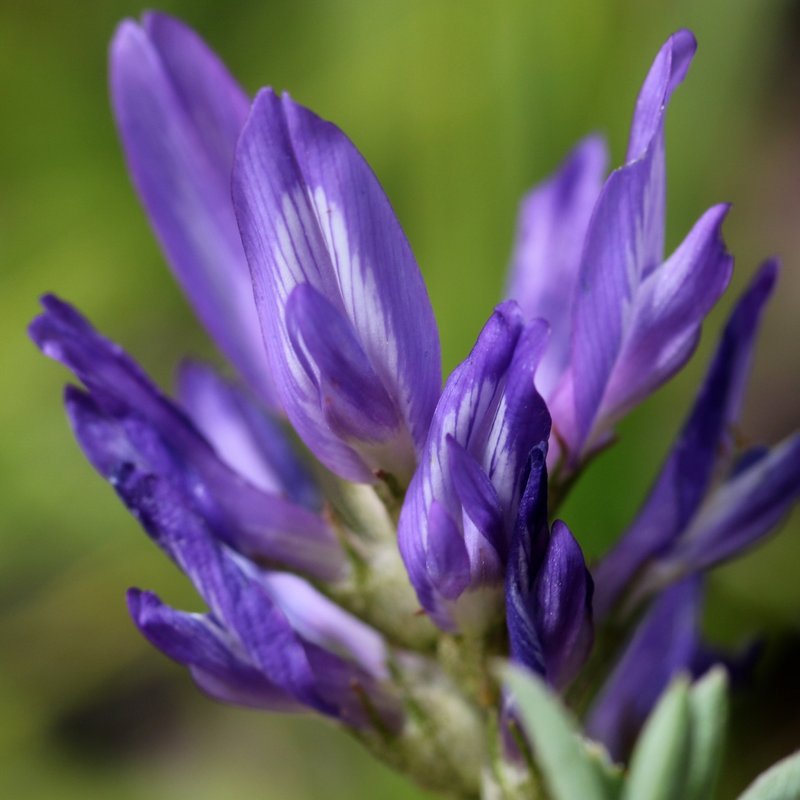 Laxmann's Milkvetch photo 3