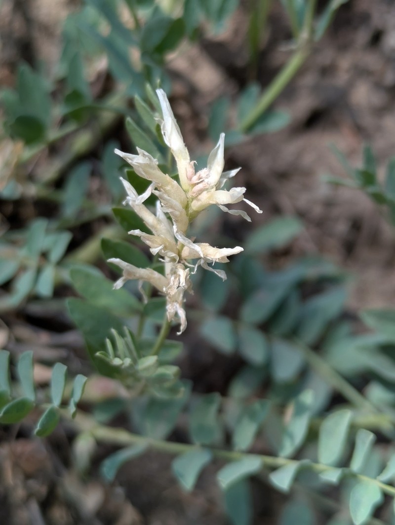 Laxmann's Milkvetch photo 5