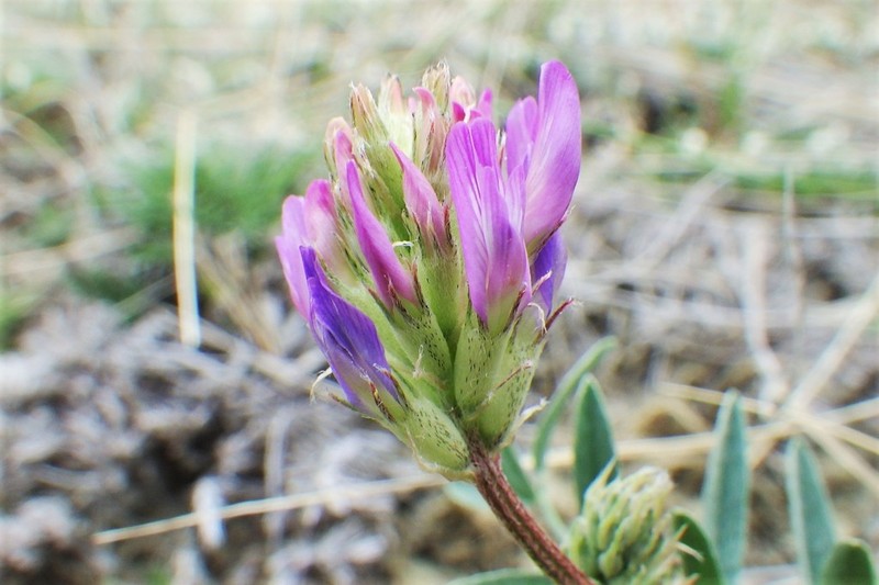 Laxmann's Milkvetch photo 6