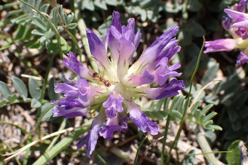 Laxmann's Milkvetch photo 7