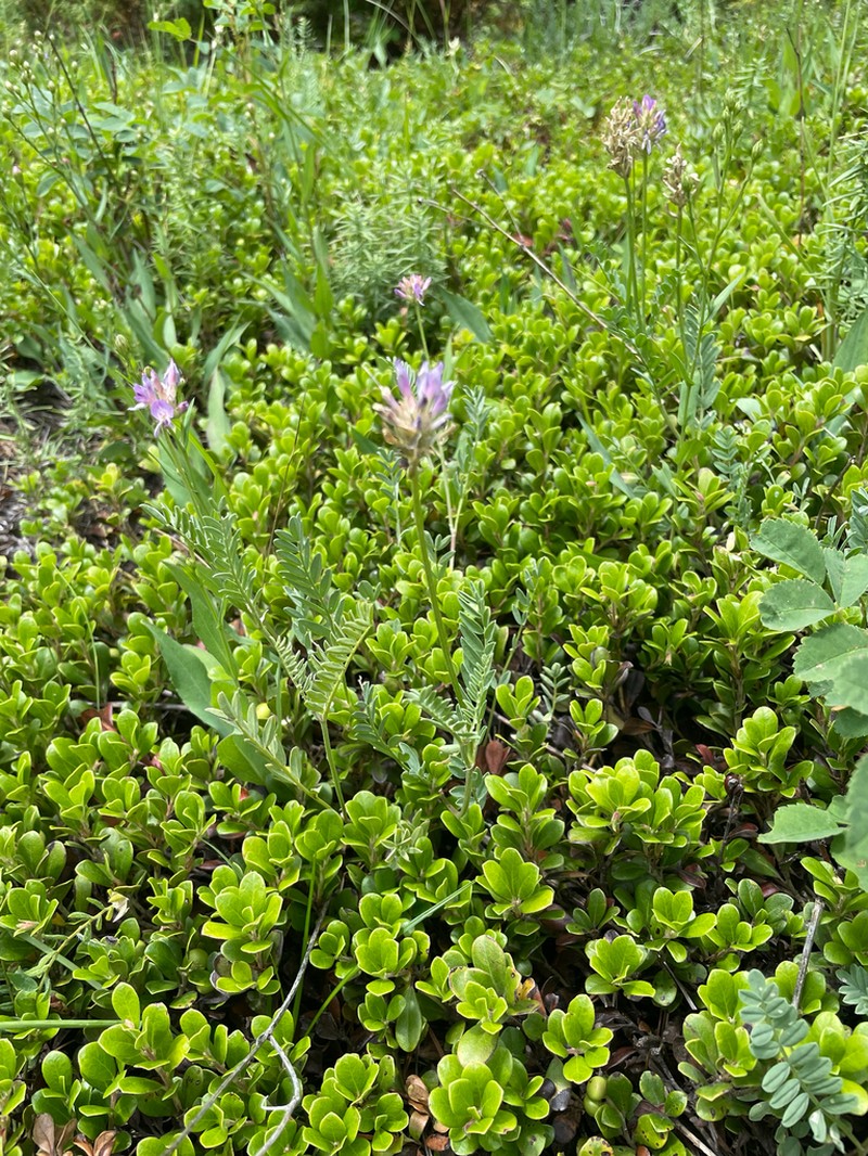 Laxmann's Milkvetch photo 8