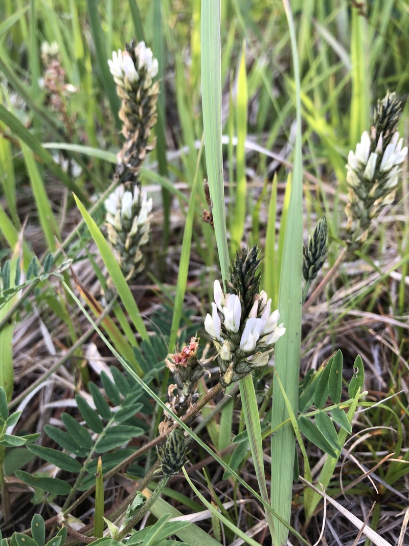 Astragalus laxmannii subsp. laxmannii