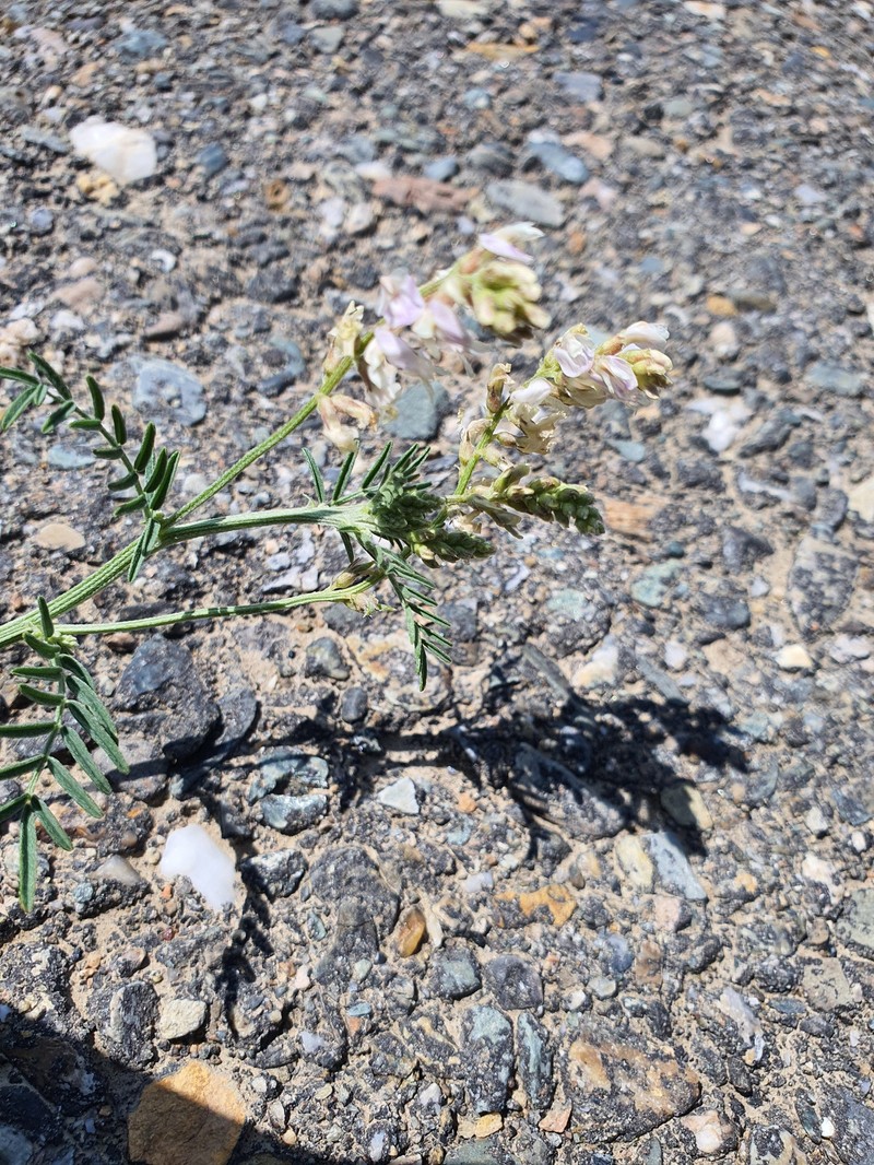 Astragalus laxmannii subsp. laxmannii photo 2