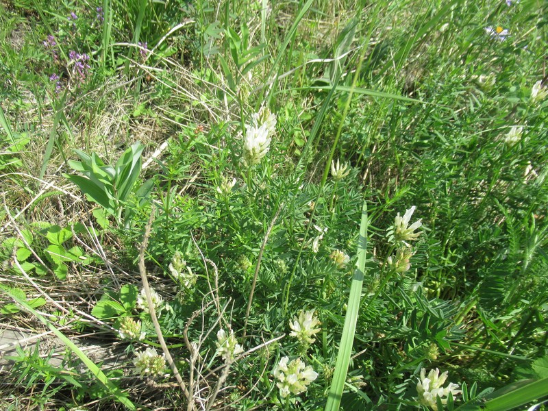 Astragalus laxmannii subsp. laxmannii photo 3