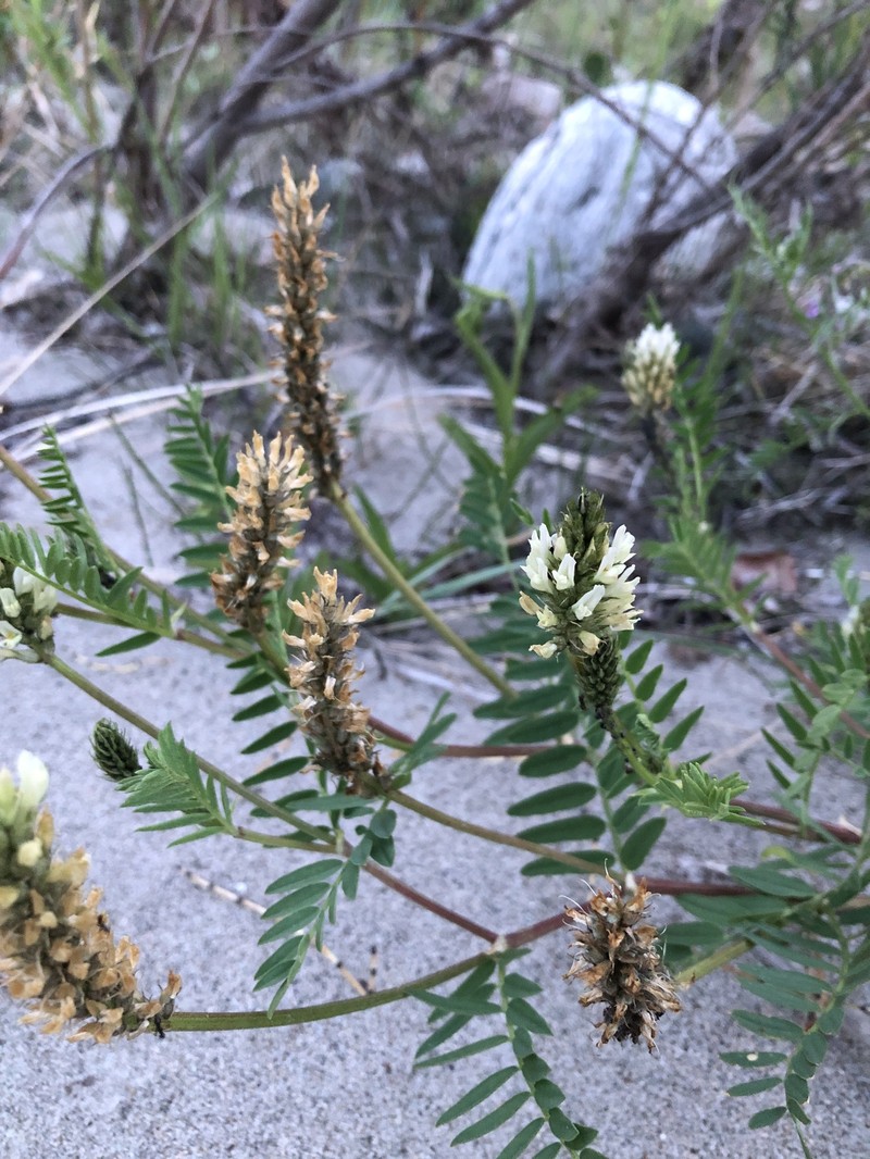 Astragalus laxmannii subsp. laxmannii photo 4