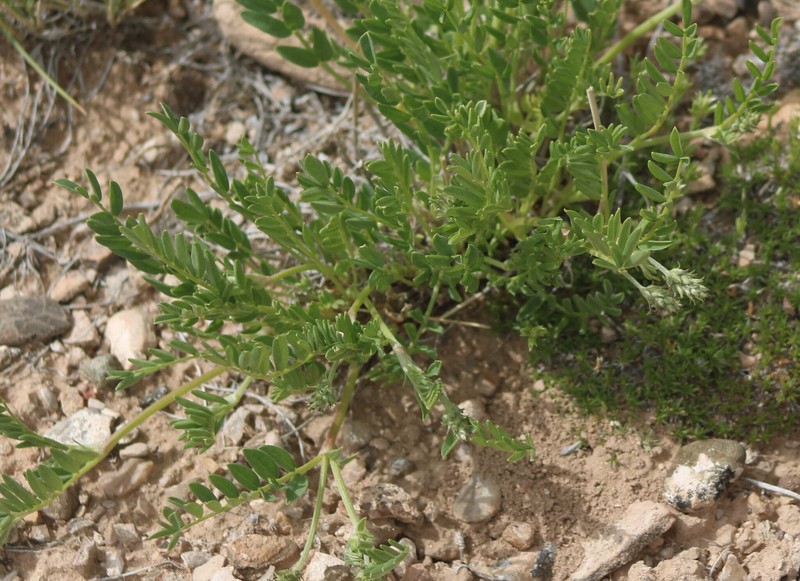 Astragalus laxmannii subsp. robustior