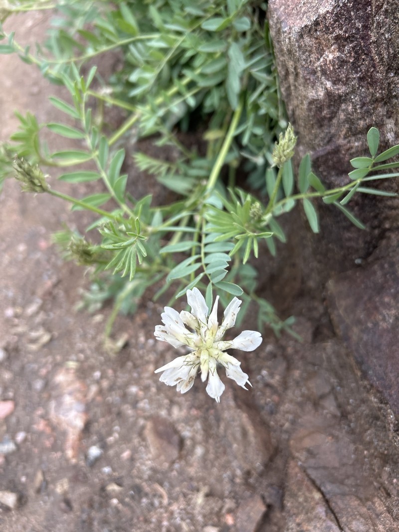 Astragalus laxmannii subsp. robustior photo 2